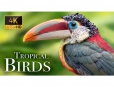 Thiết kế Thumbnail