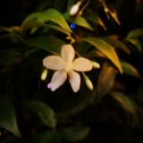 L. Huỳnh