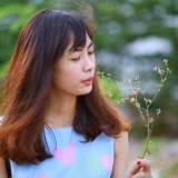 N. Q. Như
