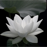 N. Huyen