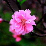 N. Đ. Trường