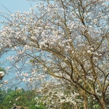 M. T. L. Anh