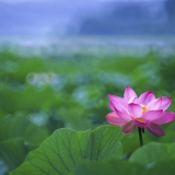 P. Đ. Huy