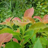 M. Đ&agrave;o