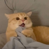 Đ. N. D. Cường