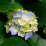 T. M. V. Thi
