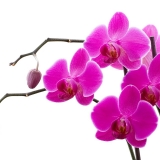N. Thanh