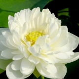 H. Phương
