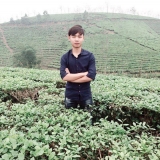 Nguyenvanvinh