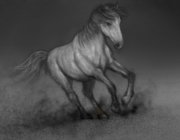 horse.jpg