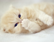__cat__by_burcinesin-d1attqw.jpg
