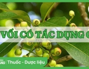 nụ vối.jpg