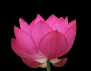 anh-bong-sen_102718611.png