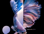 b&igrave;a fish.jpg