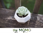 3MOMO-logo.jpg
