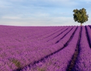 lavender.jpg