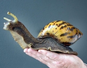 054087-giant-snail.jpg