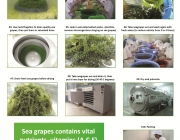 Green Caviar Powder 1.jpg