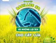 ư1.jpg