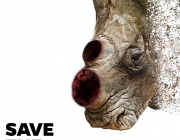 Rhino Poster.jpg
