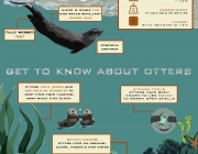 finalotter.jpg