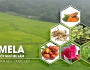 mela-2-288.jpg