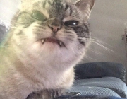 m&egrave;o3.jpg