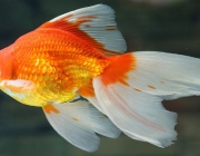 ca-canh-mua-ca-canh-ban-ca-canh-1455696613.jpg