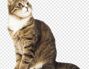 png-transparent-cat-kitty-creative-cat-cat.png