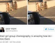 cat.jpg
