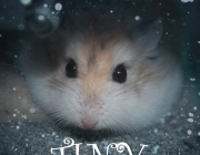 Poster Phim Tiny.jpg