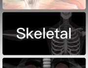 ANATOMY.jpeg