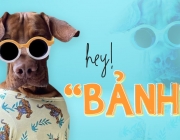 banner-vpetshop3.jpg