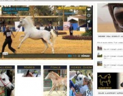 egypthorse.jpg