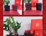 Hộp v&iacute; Ebisu-01.jpg