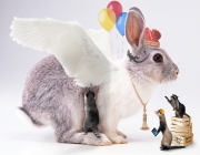 angel-rabbit.jpg