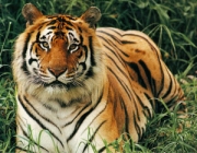 bengal_tiger_3.jpg
