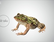 Capture.PNG