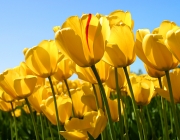 Tulips.jpg