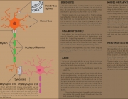 neuron (5).png