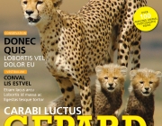 Cover - Content4.jpg