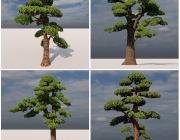 Trees.jpg