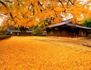 3820137200900104k_Autumn in Korea.jpg