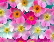 amazing-images-natural-flowers-landscape-download-wallpaper-background-photos-botanic-sky-1920x1080.jpg