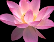 Lotus_Clipart.png