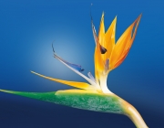 bird_of_paradise_flower.jpg