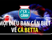 ca-betta-dep-kieu-sa.jpg