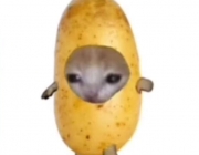 acu.jpg