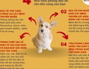 4 l&iacute; do kh&ocirc;ng ngừng ti&ecirc;m ph&ograve;ng cho th&uacute; cưng (6).png