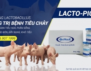 lactopiglet.jpg